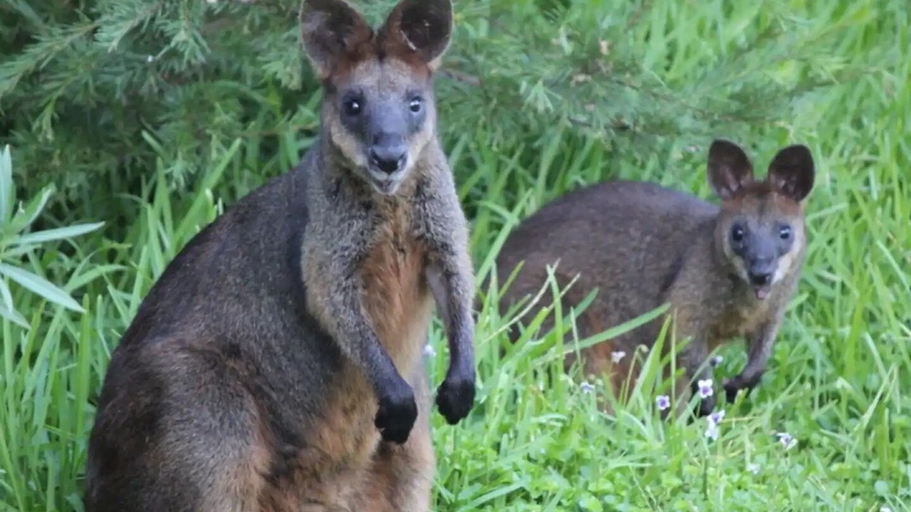 Photo of Others in Narromine