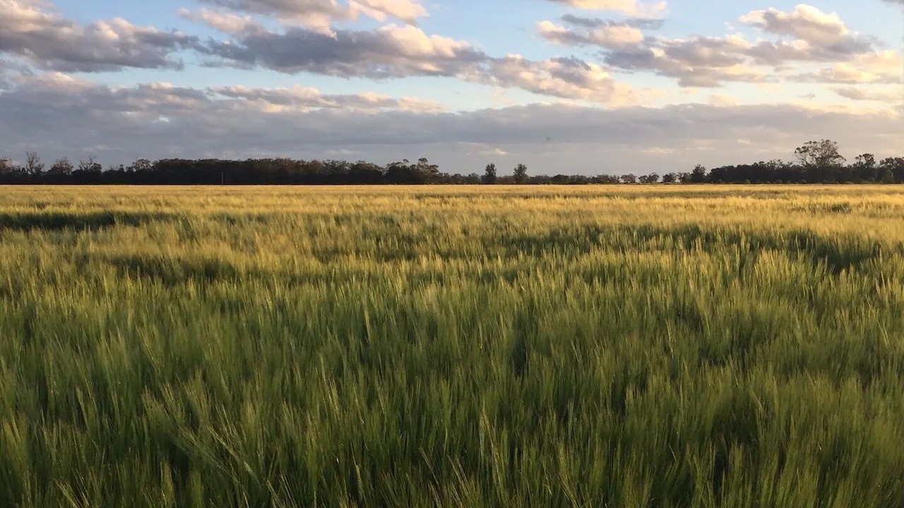 Photo of Others in Narromine