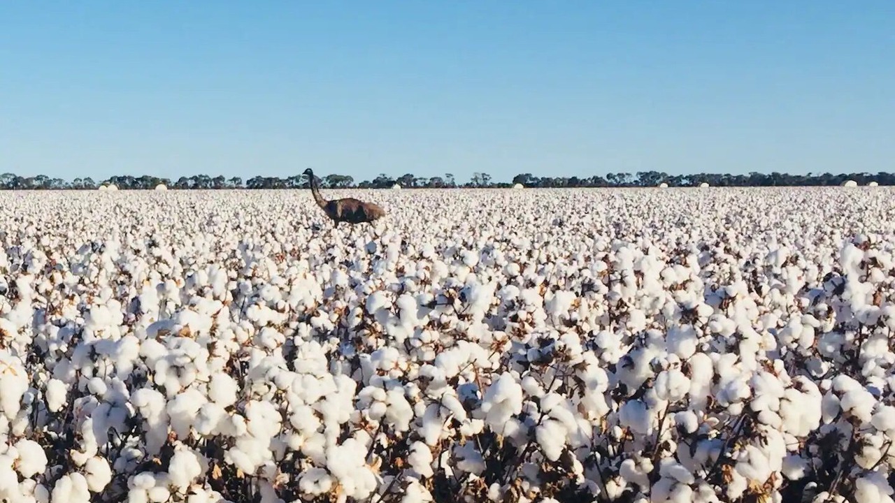 Photo of Others in Narromine