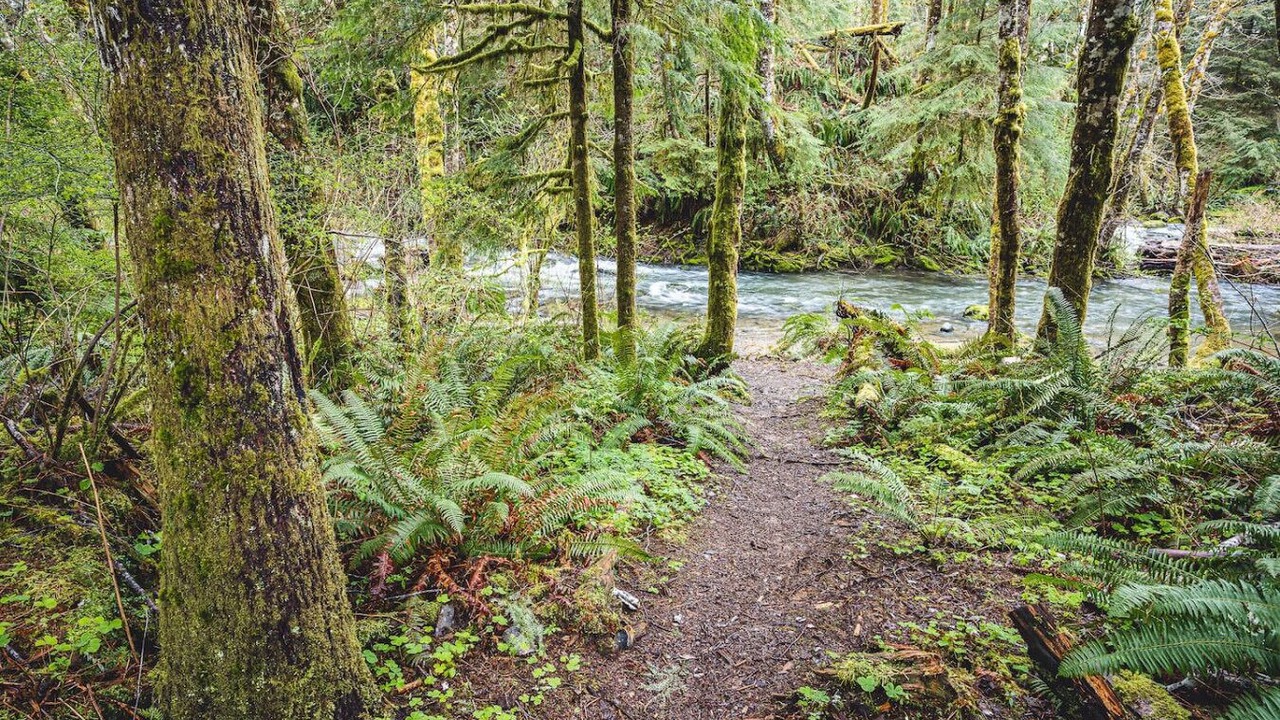 Photo of Others in Forks