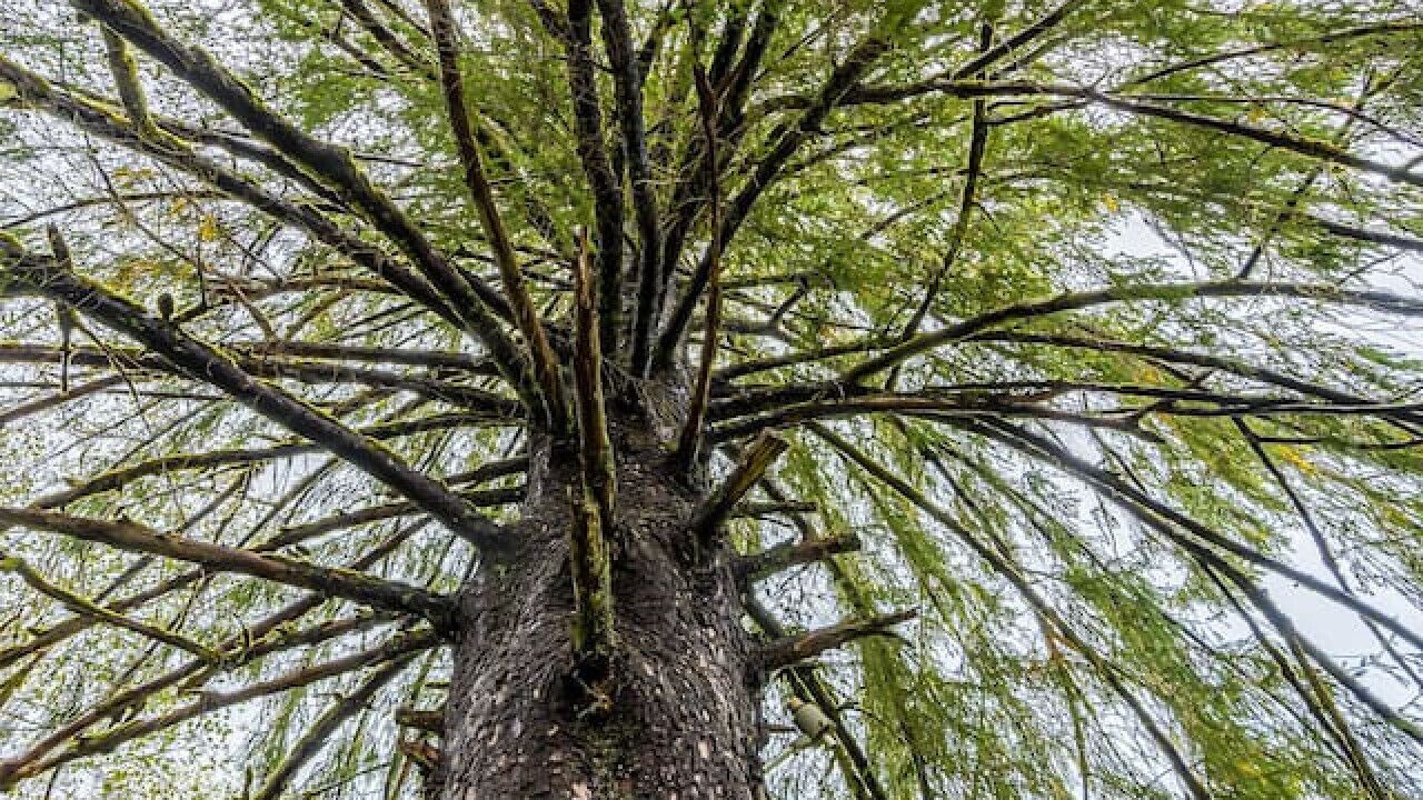Photo of Others in Beaver