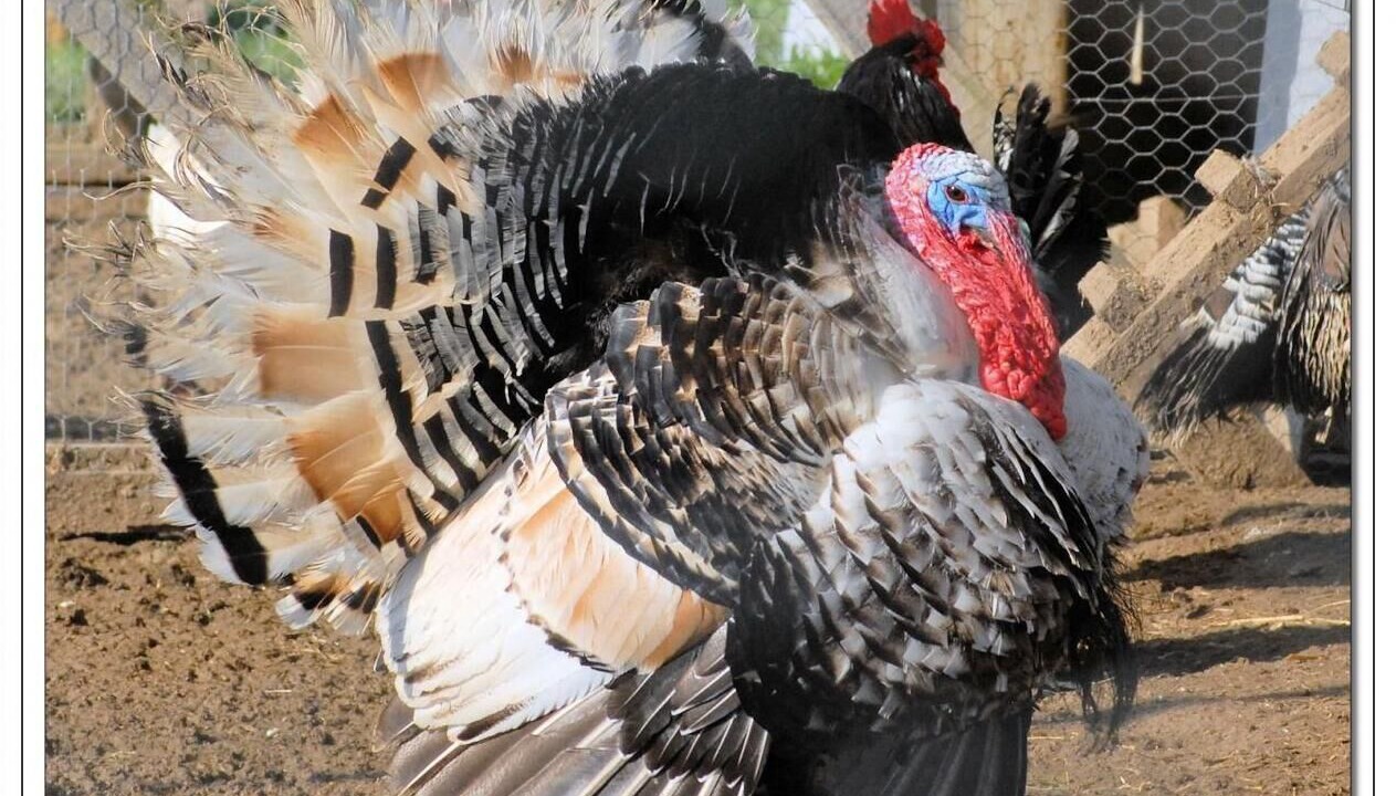 Photo of Others in Montpeyroux