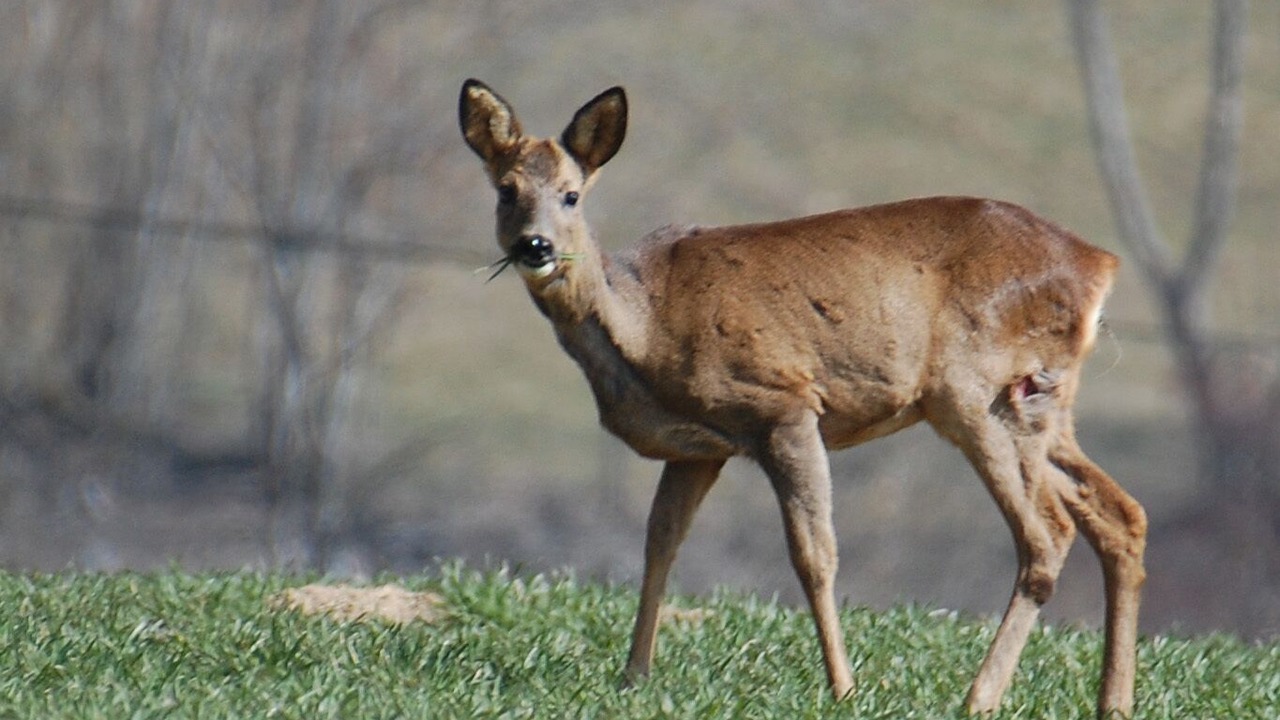 Photo of Others in Saint-Romain