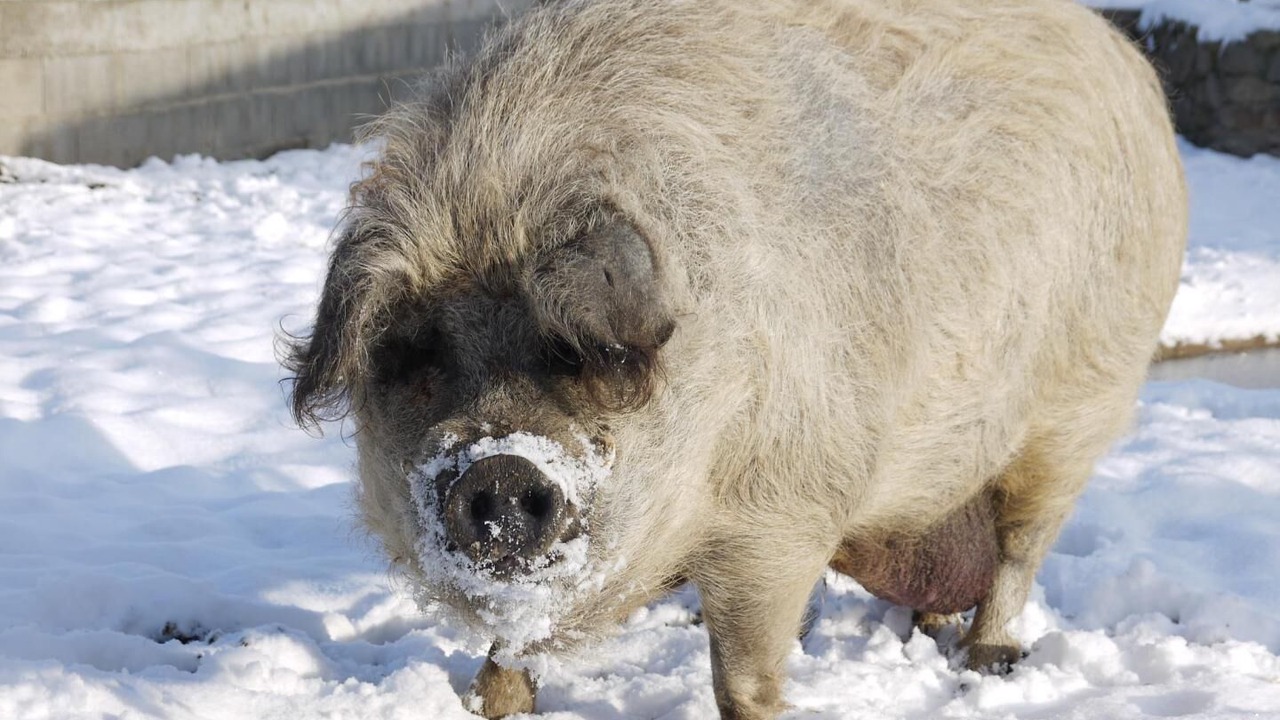 Photo of Others in Montpeyroux