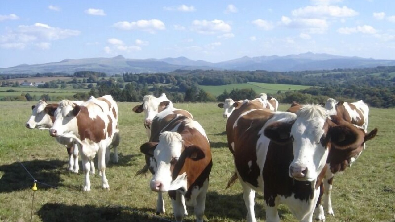 Photo of Others in Plantades