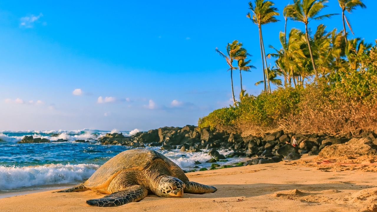 Photo of Others in McCully - Moiliili