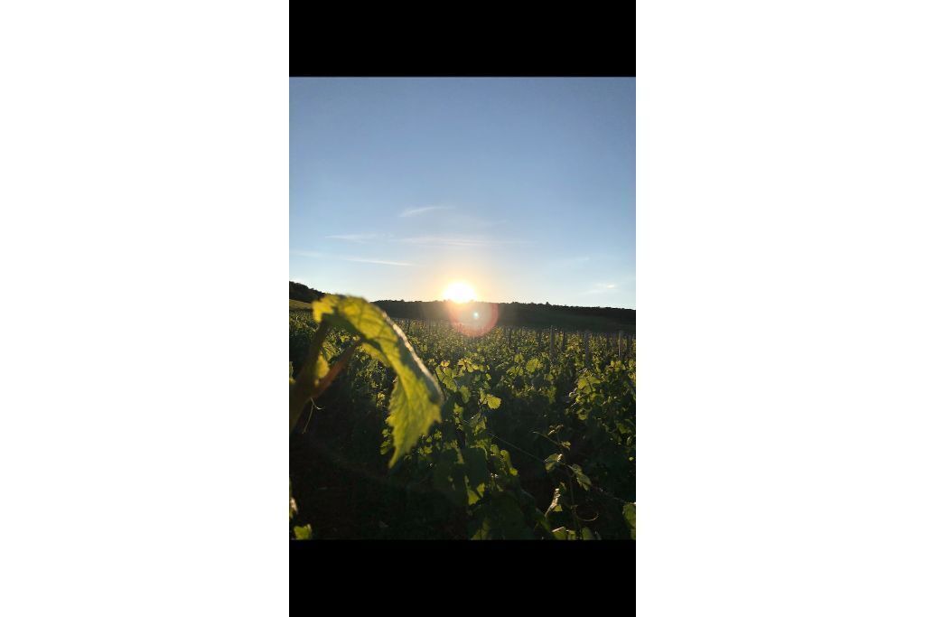 Photo of Outdoor in Nuits-Saint-Georges