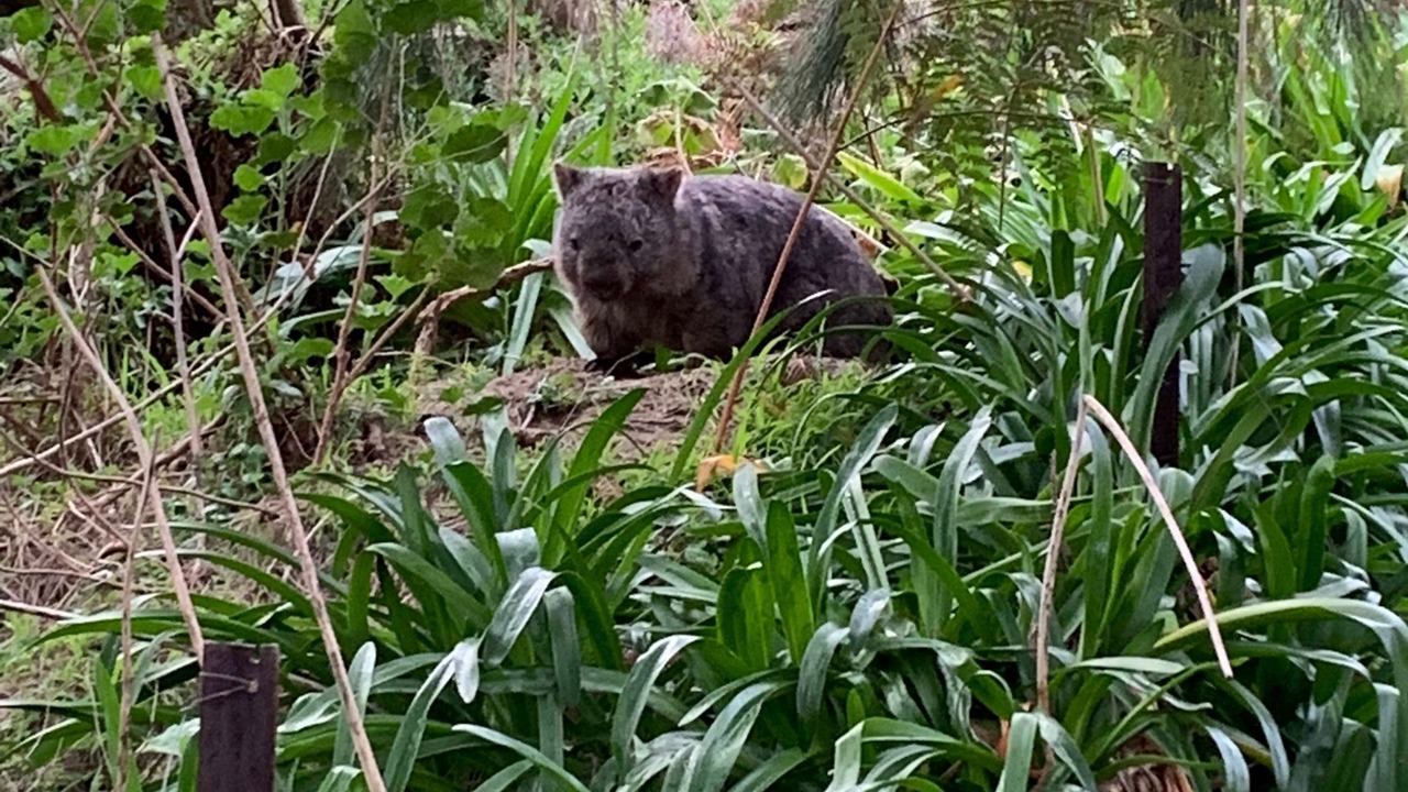 Photo of Others in Venus Bay