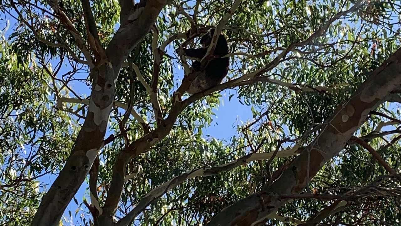 Photo of Outdoor in Venus Bay