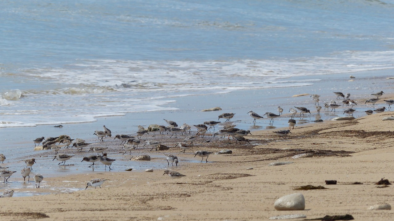 Photo of Others in Sainte-Marie-de-Re