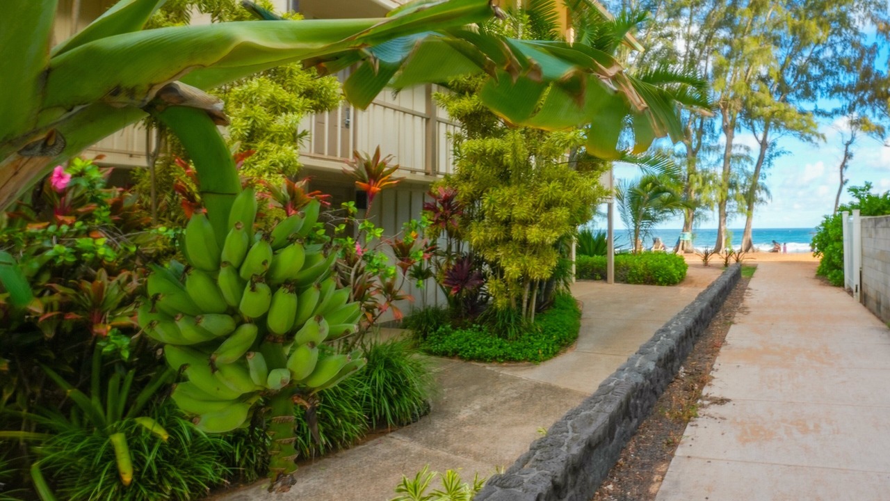 Photo of Outdoor in Wailua