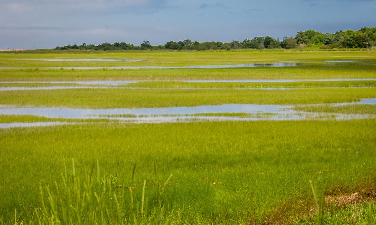 Photo of Others in East Sandwich