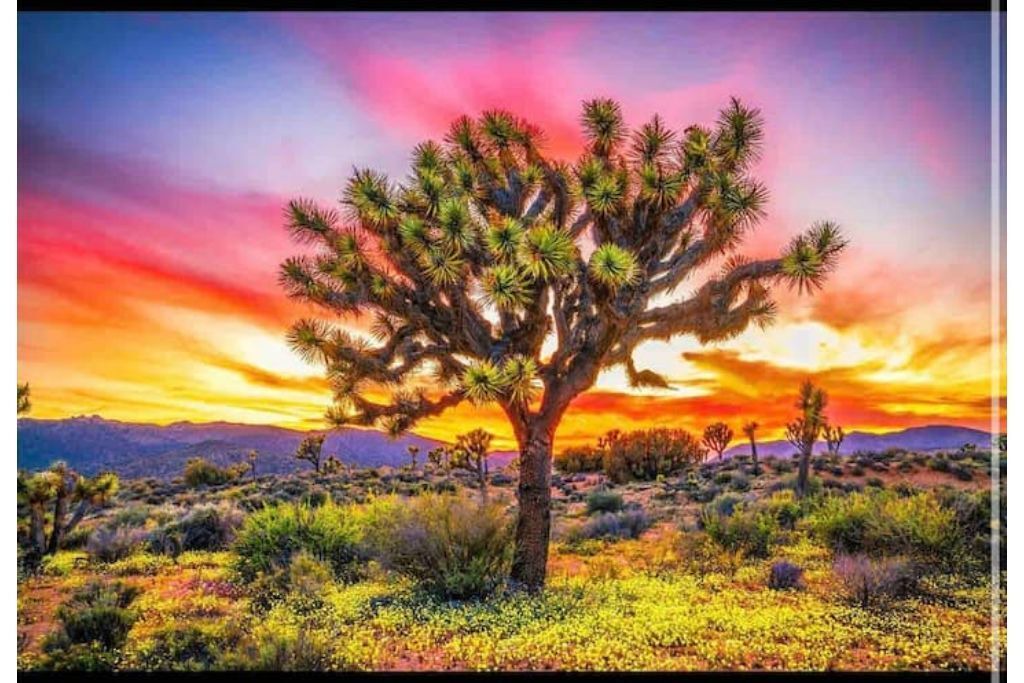 Photo of Outdoor in Joshua Tree Highlands