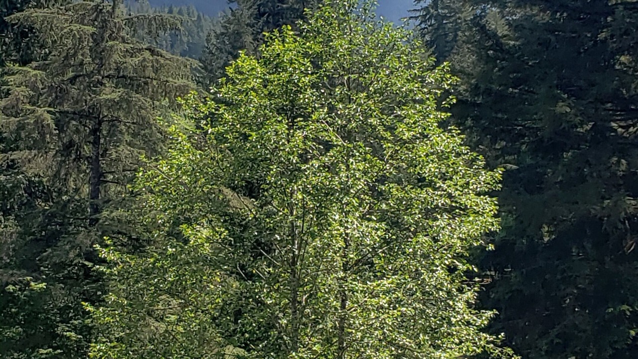 Photo of Others in Glacier
