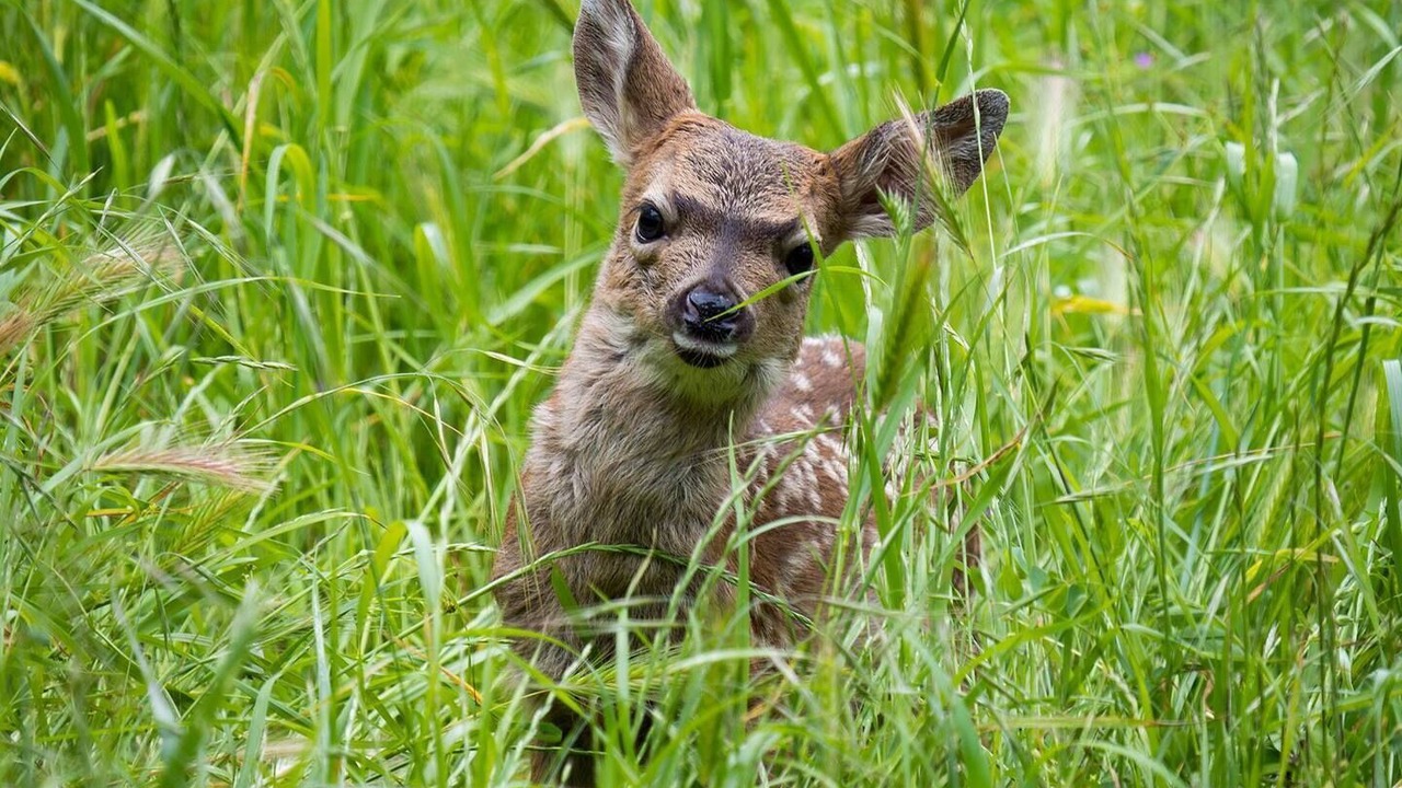 Photo of Others in Forest Knolls