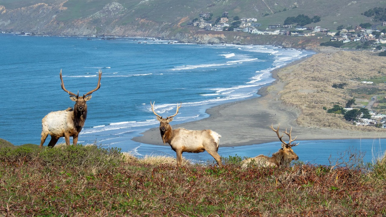 Photo of Others in Forest Knolls