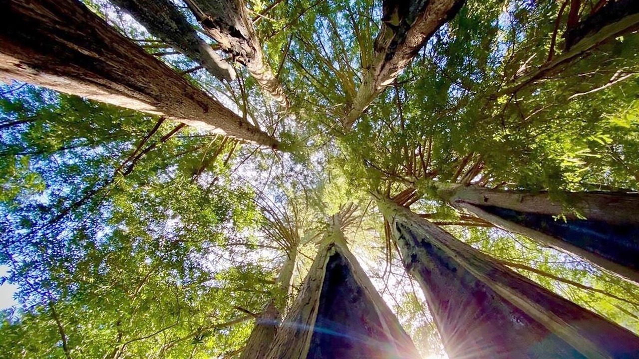 Photo of Outdoor in Forest Knolls