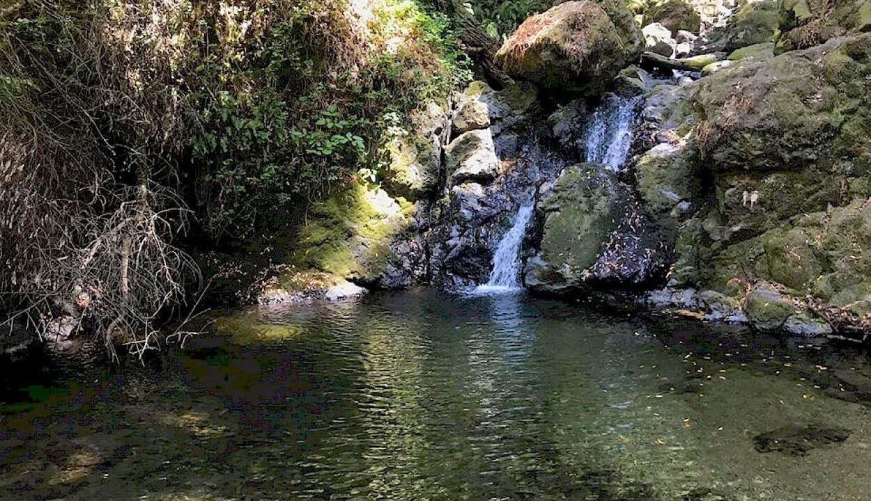 Photo of Others in Forest Knolls