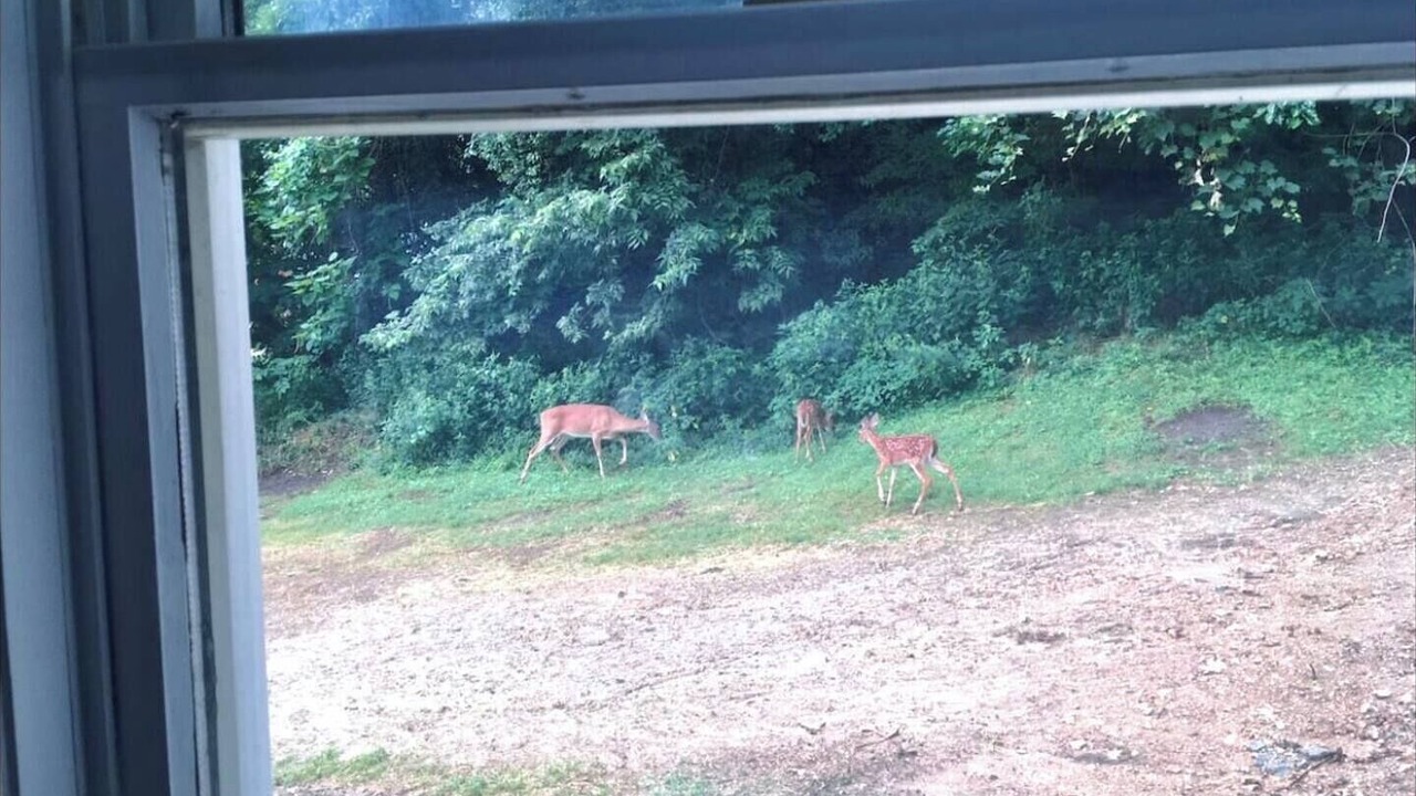 Photo of Others in Hannibal