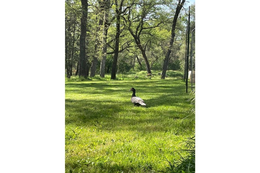 Photo of Others in Placerville