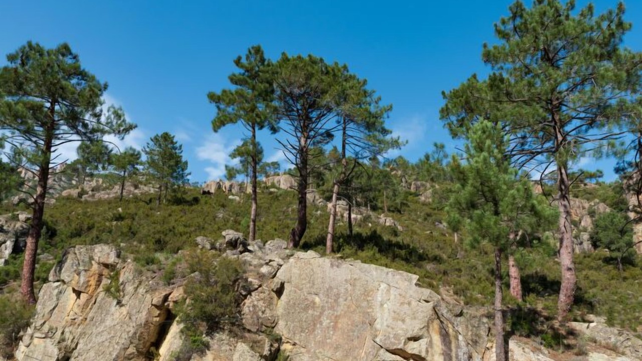 Photo of Others in Corte