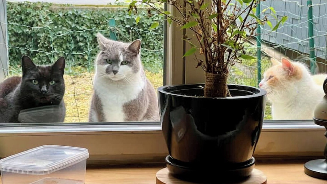 Photo of Others in Revin