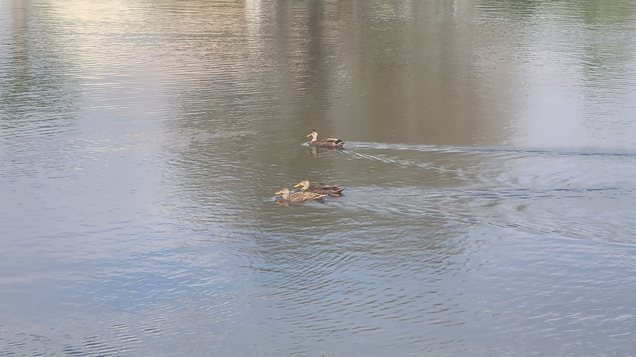 Photo of Others in Sabal Harbour