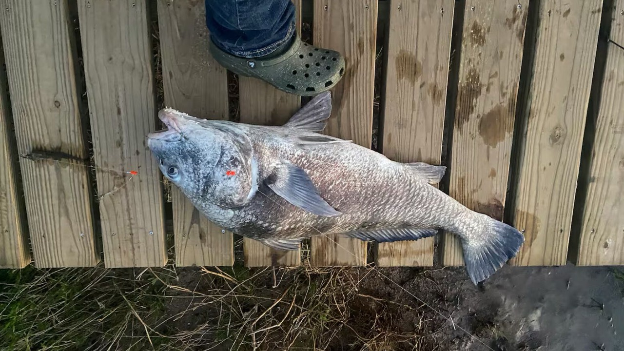 Photo of Others in Port Lavaca