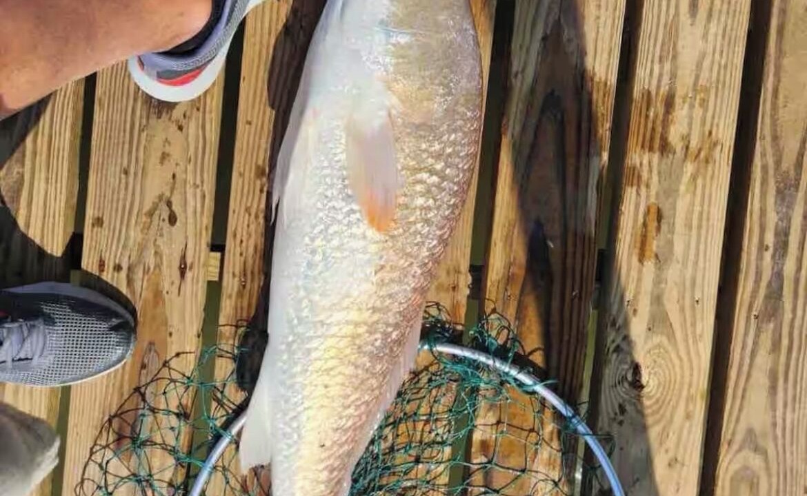 Photo of Others in Port Lavaca