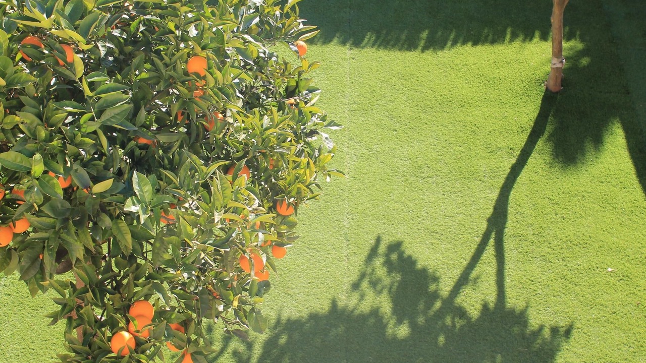 Photo of Outdoor in Roda de Bara