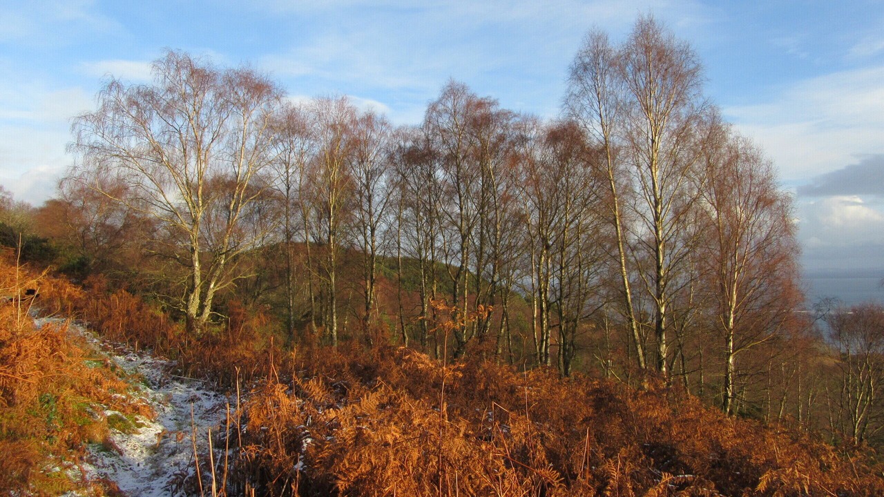 Photo of Others in Fortrose