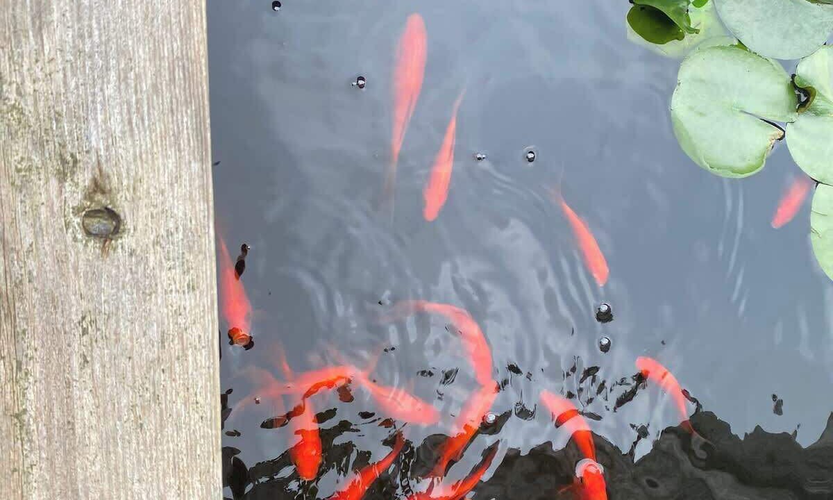 Photo of Others in Siloam Springs