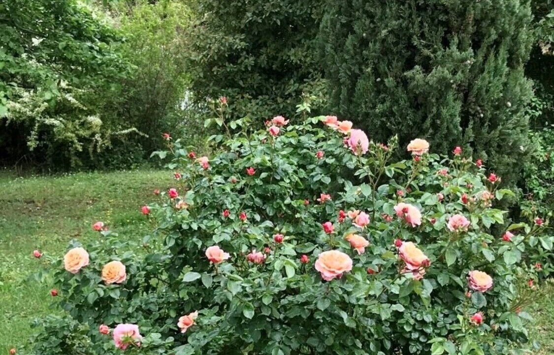 Photo of Outdoor in Lisle-sur-Tarn