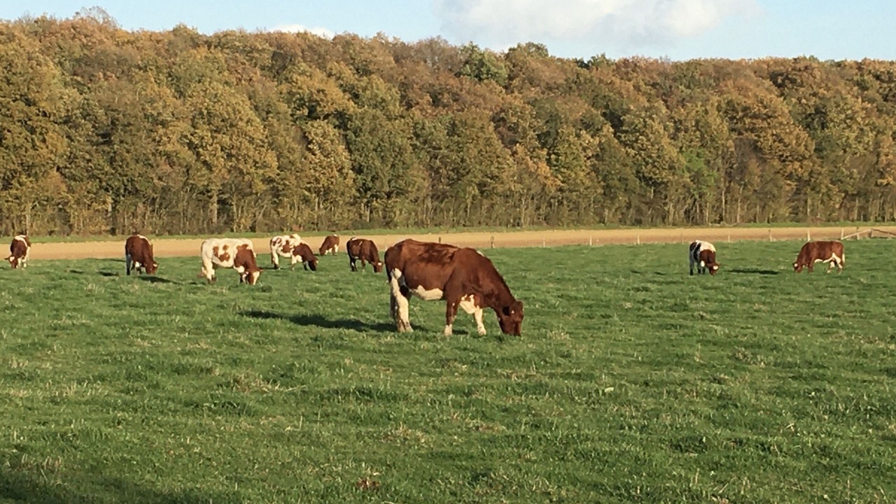 Photo of Others in Vallon-sur-Gee