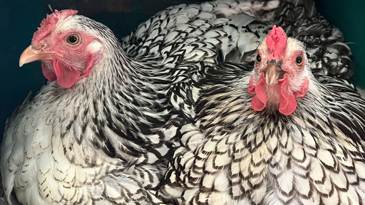 Photo of Others in Sefton