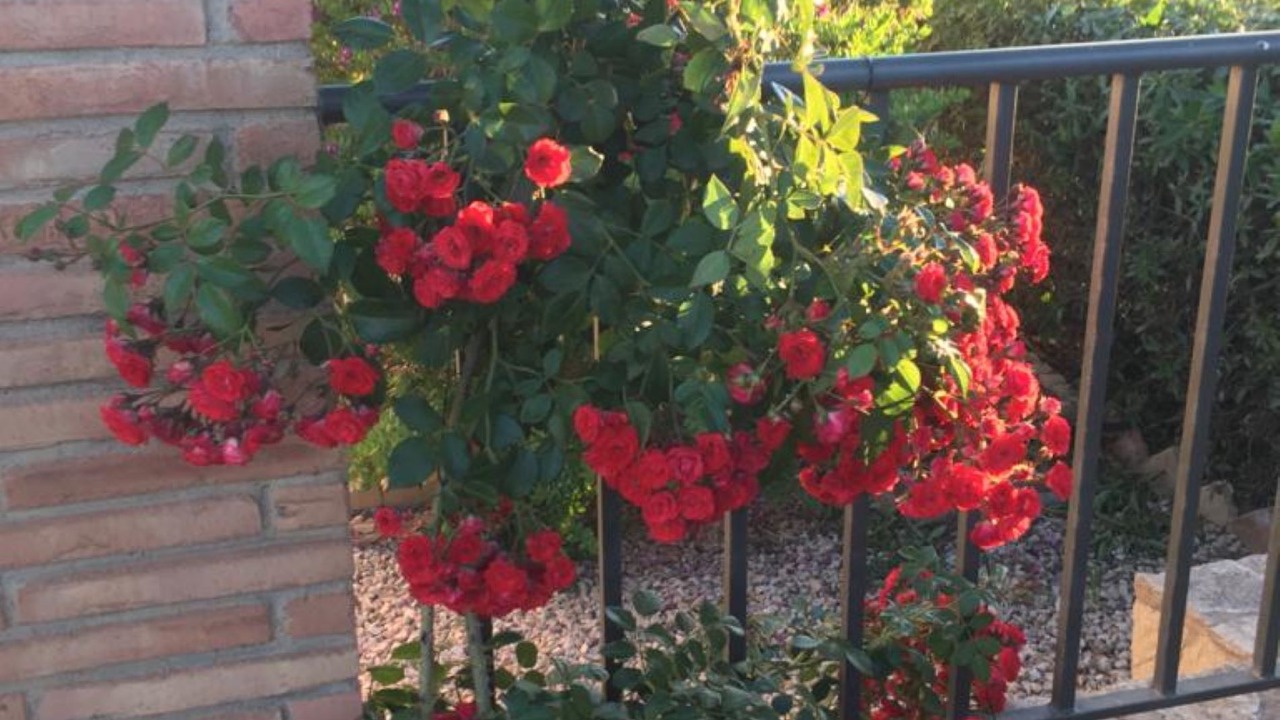 Photo of Outdoor in Palomares