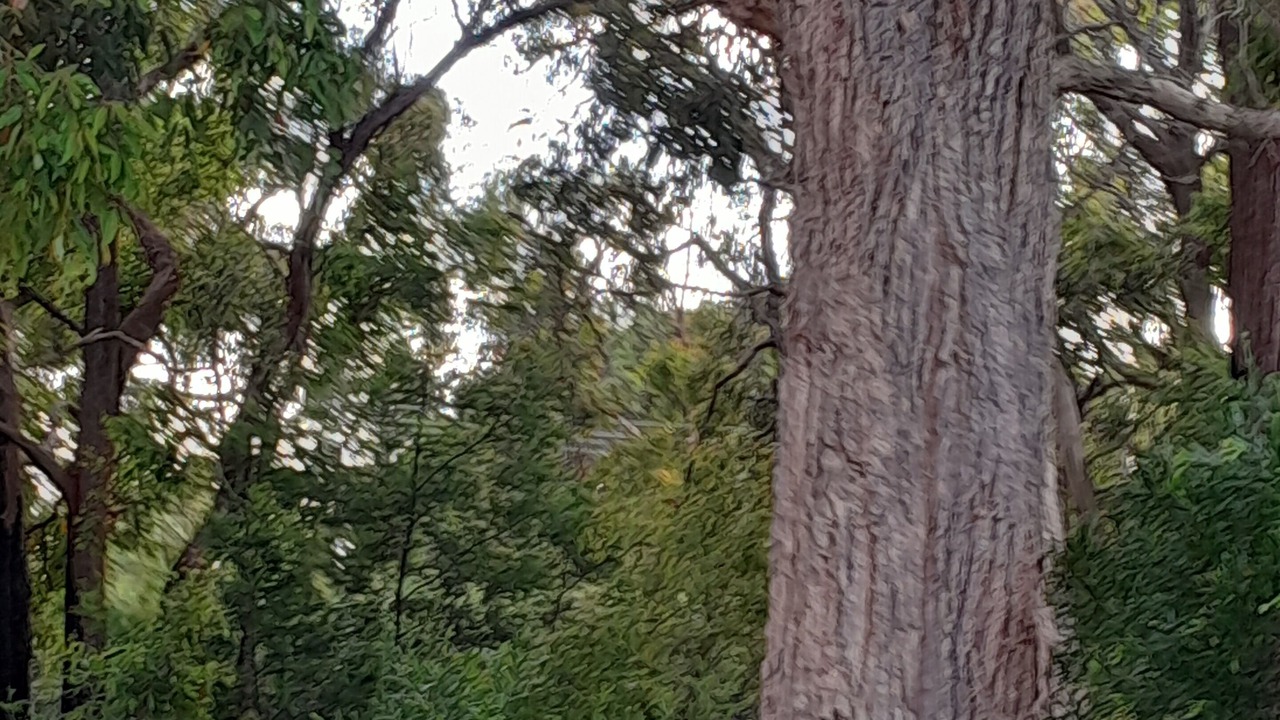 Photo of Outdoor in Mallacoota