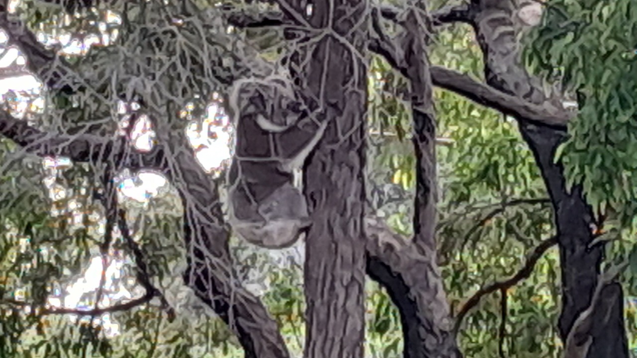 Photo of Others in Mallacoota