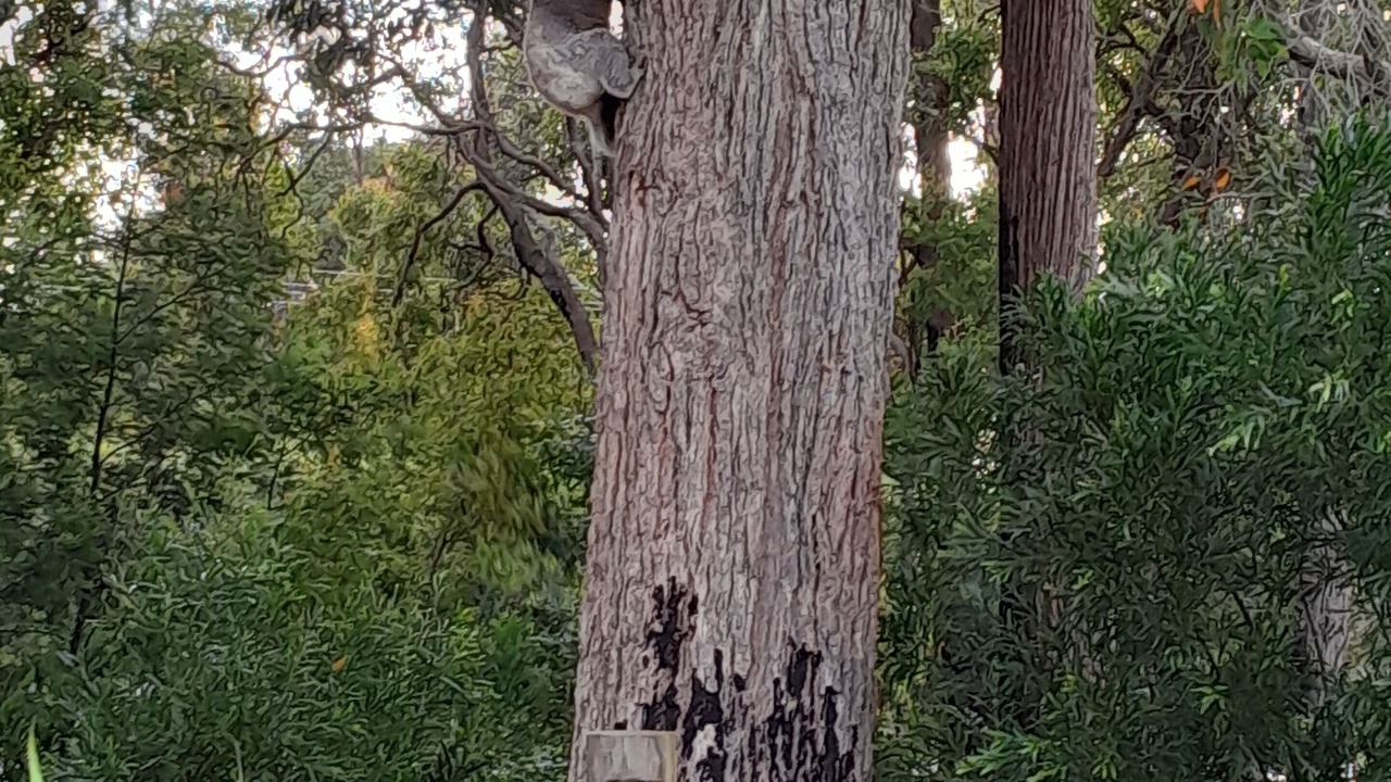 Photo of Outdoor in Mallacoota