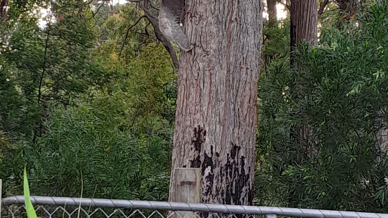 Photo of Outdoor in Mallacoota