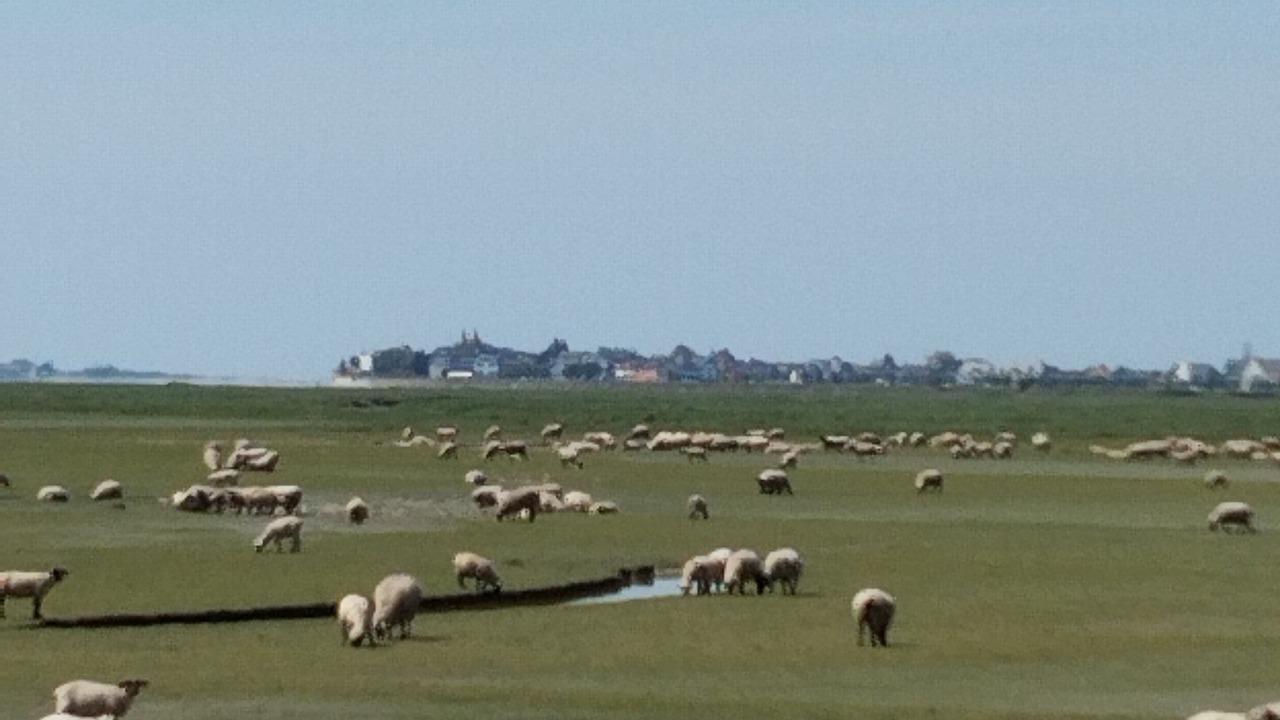 Photo of Others in Le Crotoy