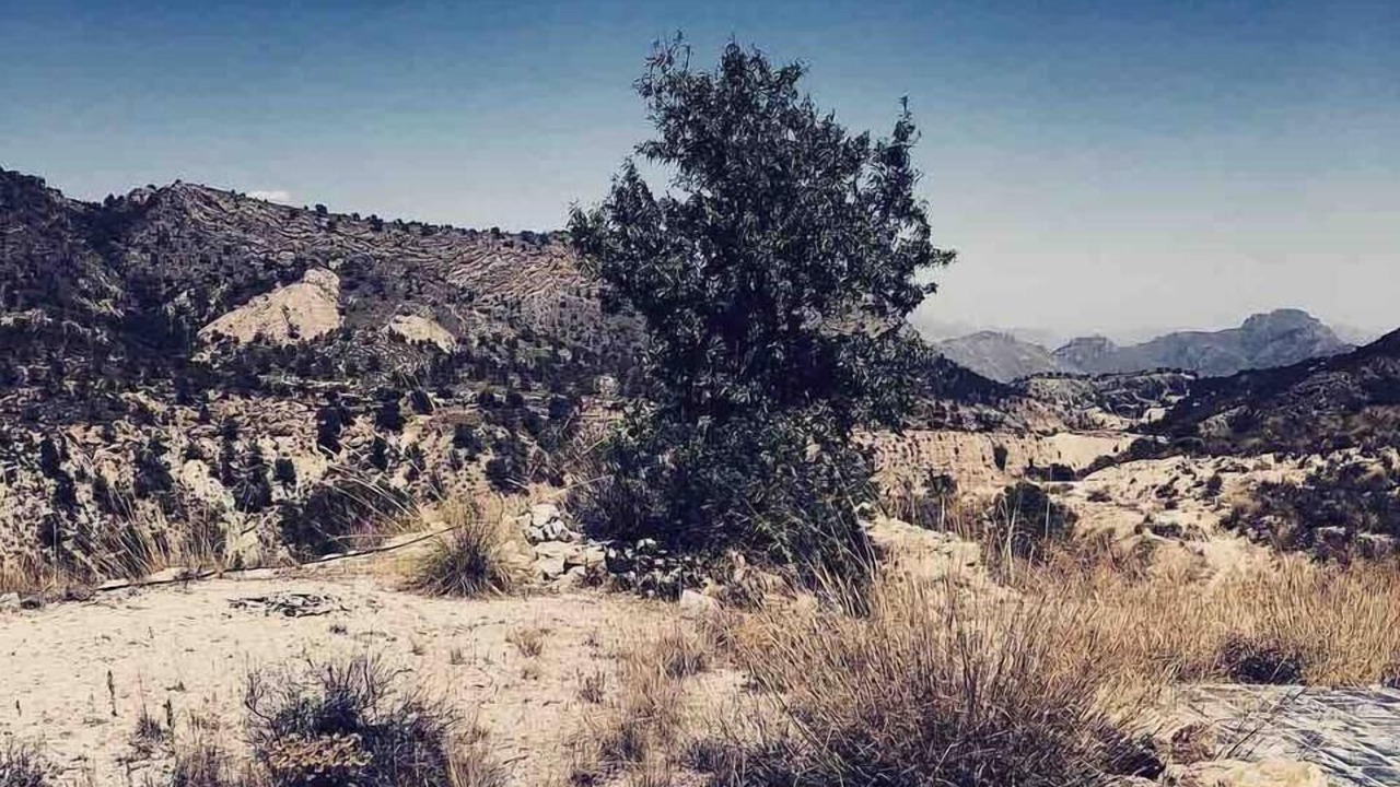 Photo of Others in Ricote