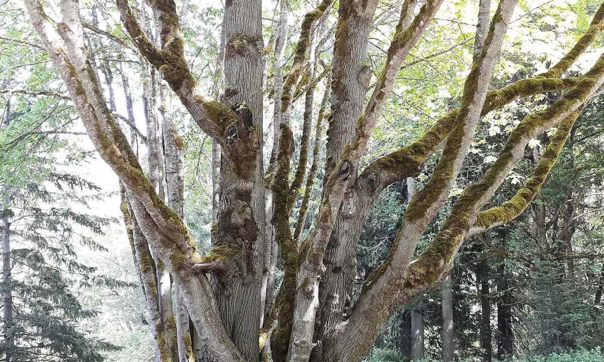 Photo of Others in Sequim