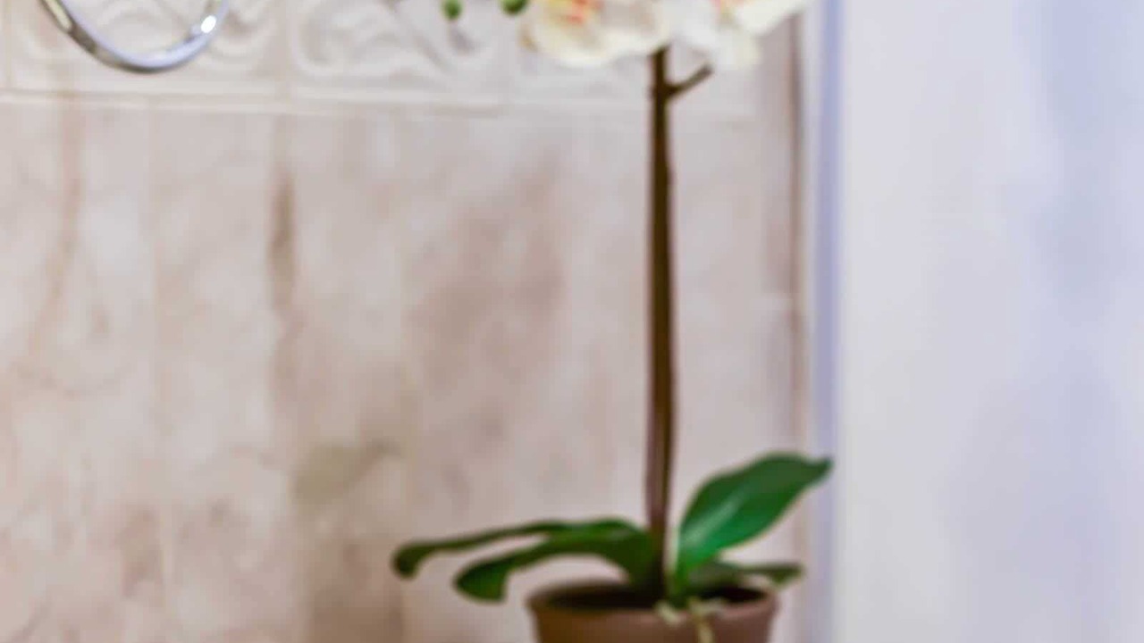 Photo of Bathroom in Old Town Alexandria