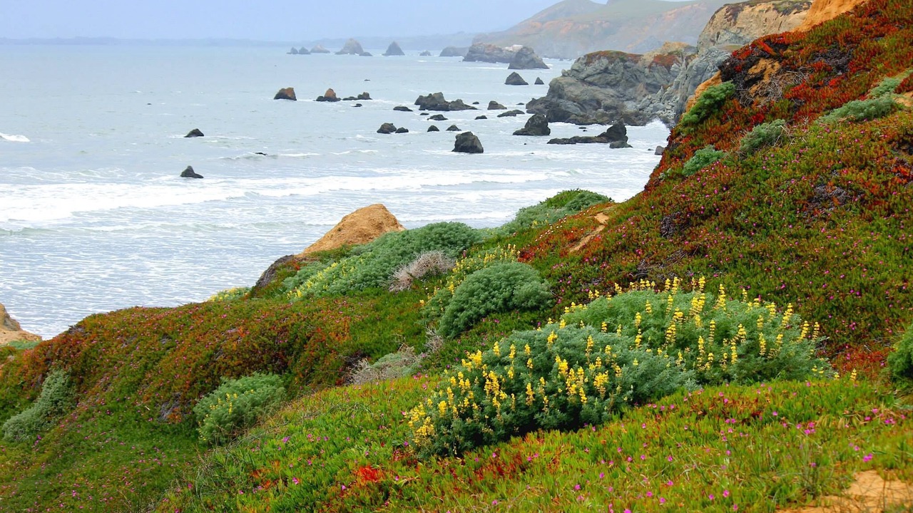 Photo of Outdoor in Dillon Beach