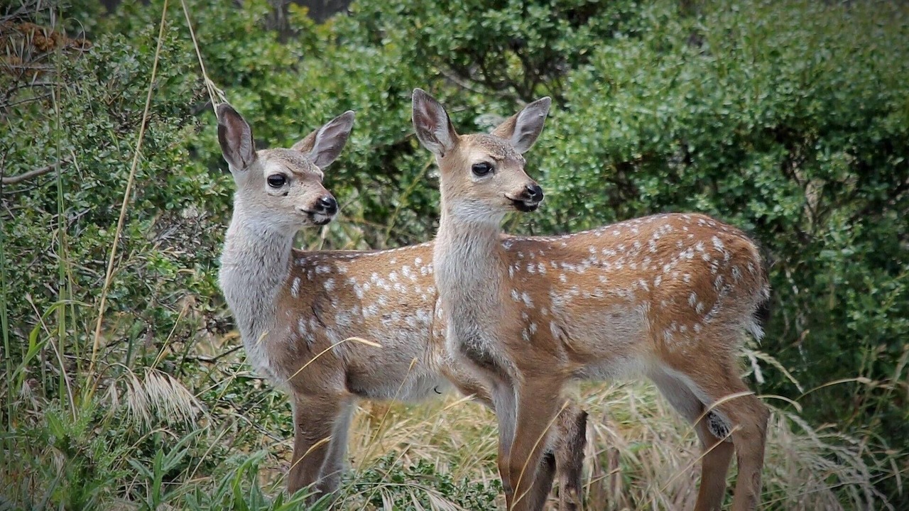 Photo of Others in Dillon Beach