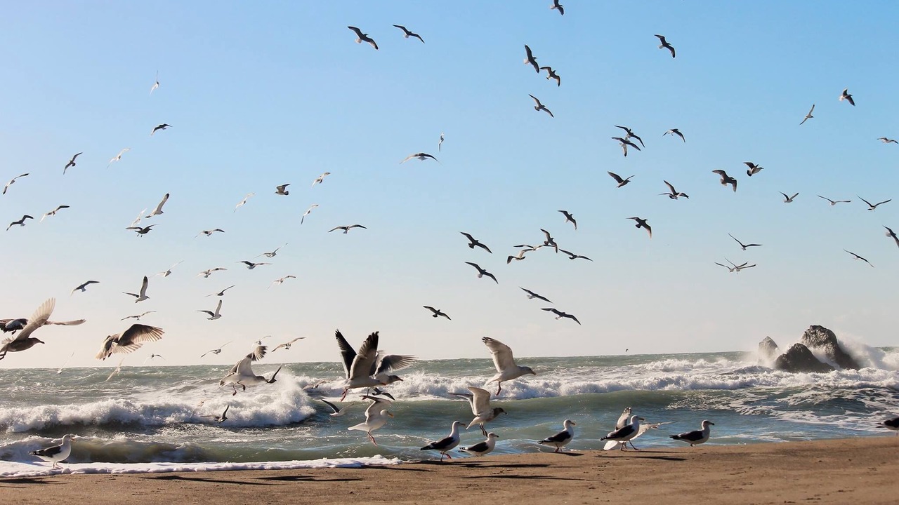Photo of Others in Dillon Beach