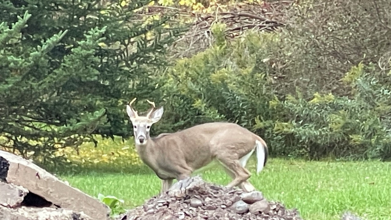 Photo of Others in Mount Upton