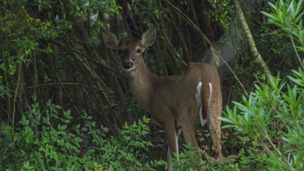 Photo of Outdoor in Montgomery