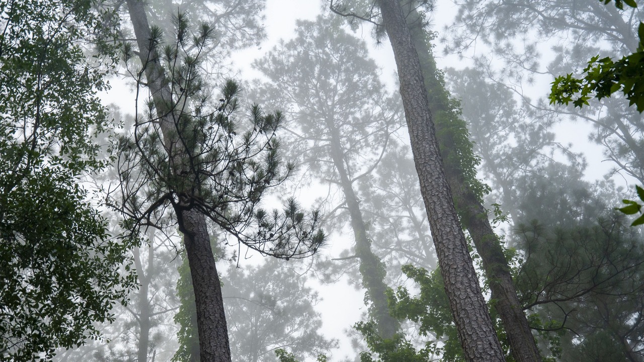 Photo of Outdoor in Montgomery